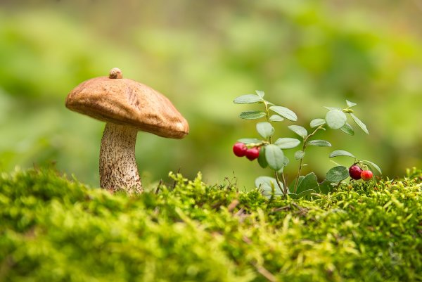 Грибы в осеннем лесу