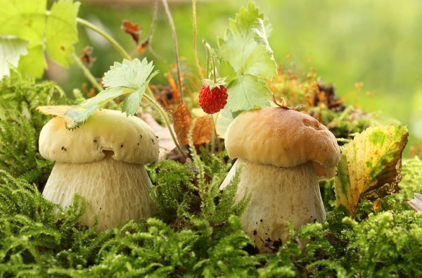 Грибной дождь