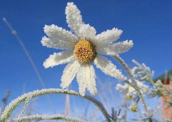 Ромашки под снегом