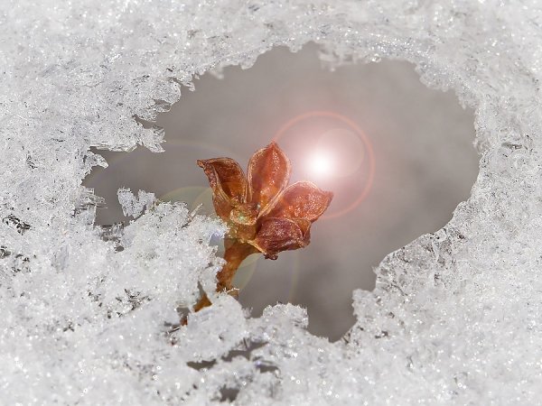 Кусты зимой