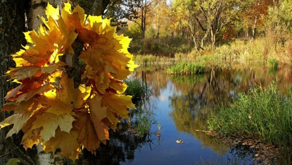 Осенняя пора бабье лето