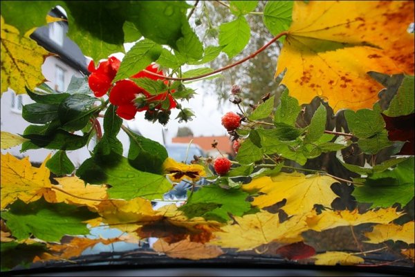 Осенние листья на ветру