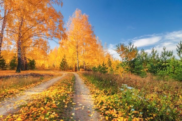 Фотоконкурс Золотая осень