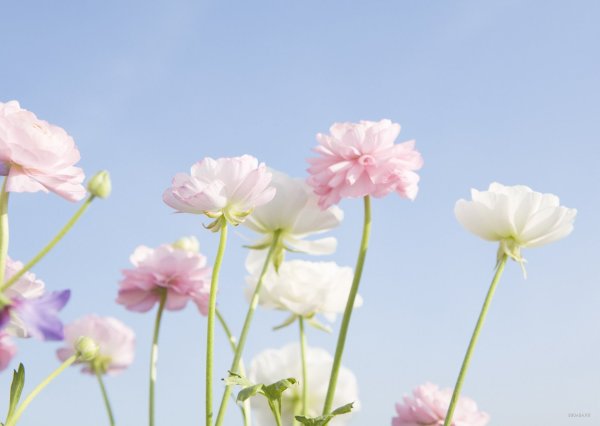 Летние цветы