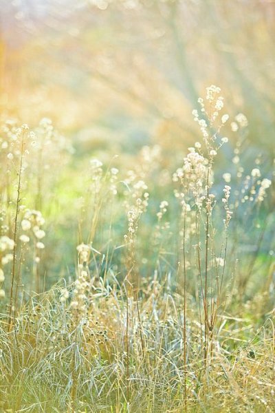 Пастельные цвета в природе