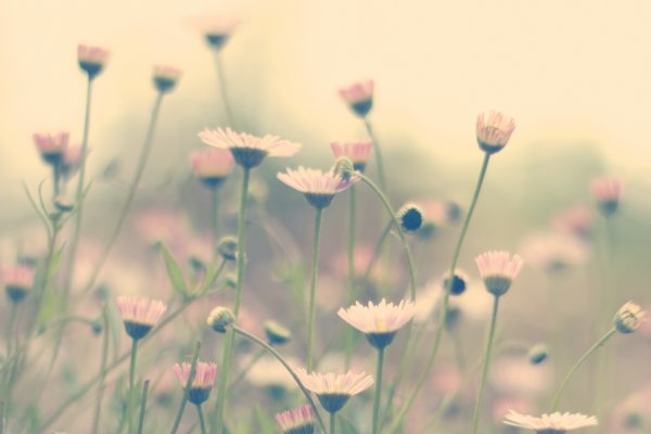 Полевые цветы бежевые