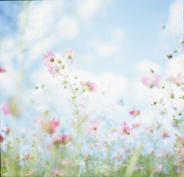 Летов пастелтных тонах