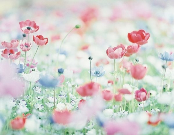 Лето в пастельных тонах