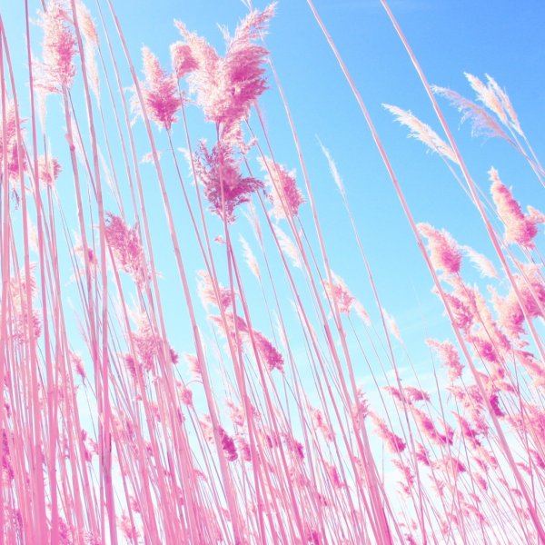 Пастельные розовые тона