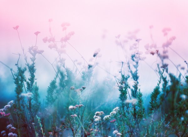 Эстетика природы