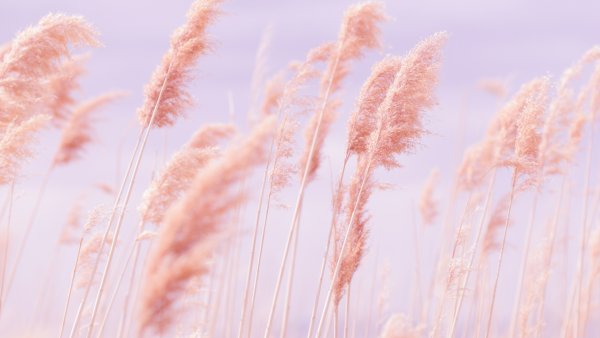 Поле Эстетика