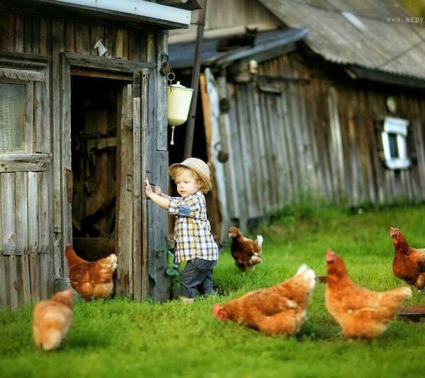 Лето у бабушки в деревне