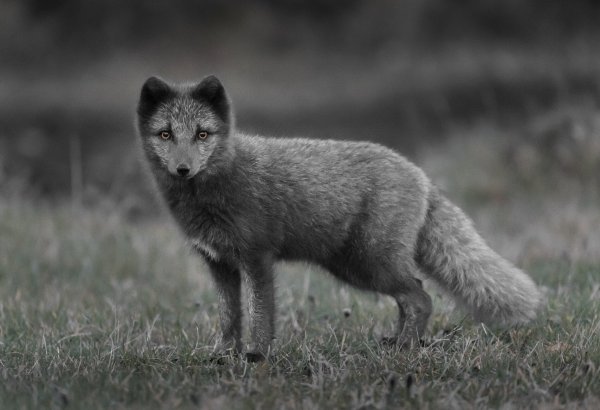 Степной песец