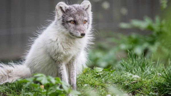 Песец белый