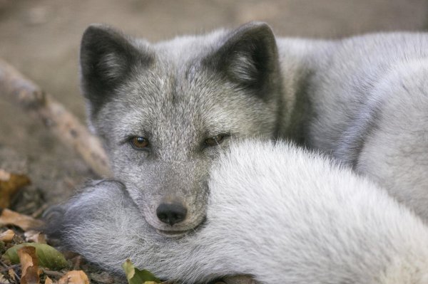 Круглый песец