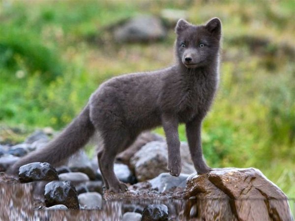 Песец Командорский (Медновский)