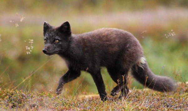 Полярный песец летом