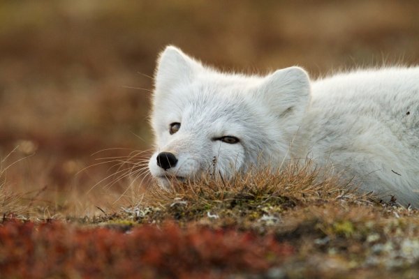 Песец Полярная лиса