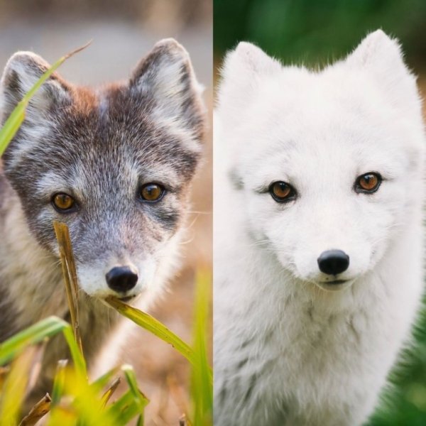 Песец летом