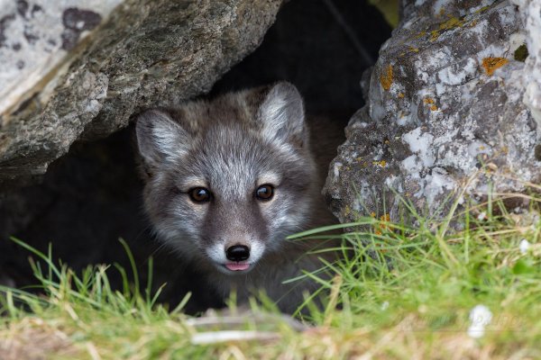 Голубой песец Норы