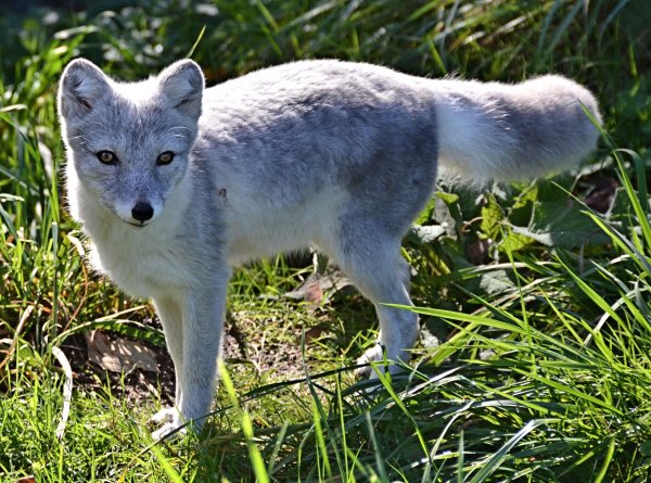 Беломордый песец