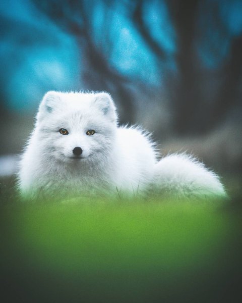 Песец Полярная лиса