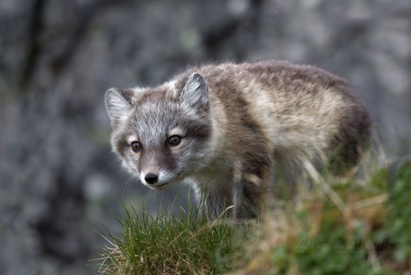 Песец в лесотундре