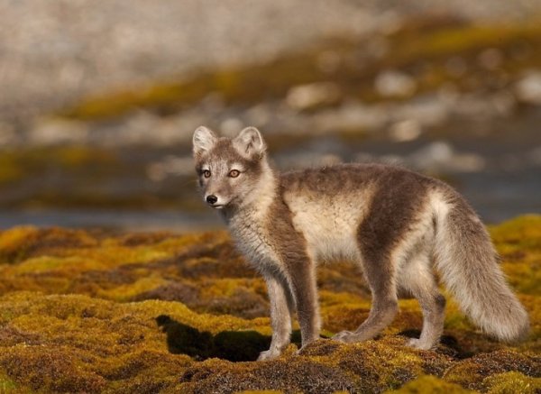 Полярная лисица окрас
