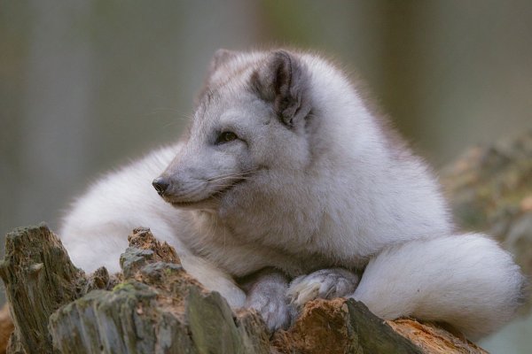 Песец обыкновенный (Полярная лиса)