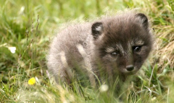 Голубой песец