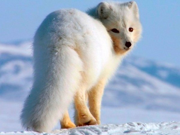 Медновский песец Сахалин