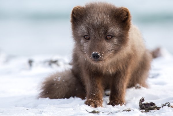 Песец в Московском зоопарке