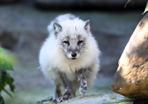 Голубой песец