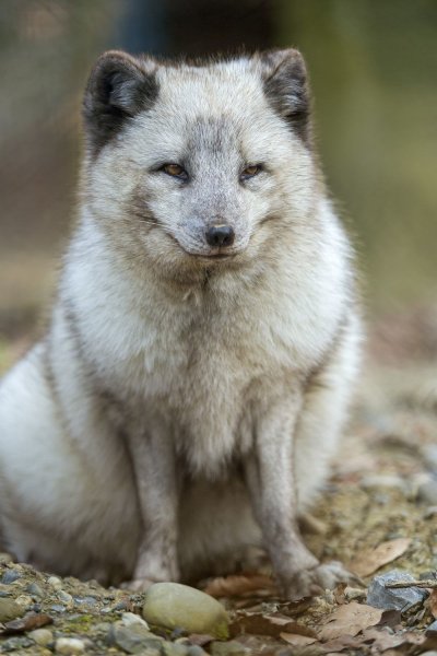 Песец крестовик