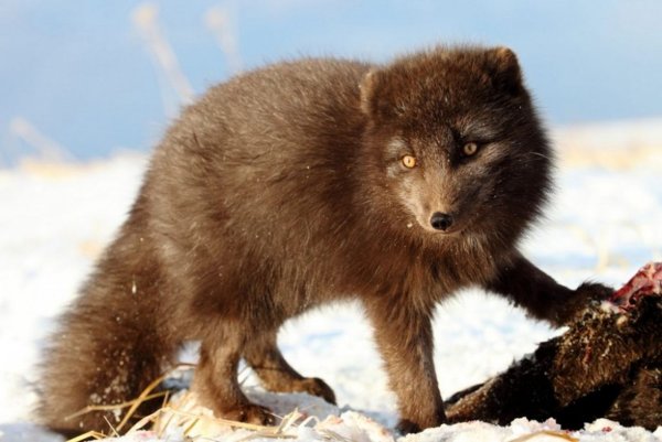 Песец обыкновенный (Полярная лиса)