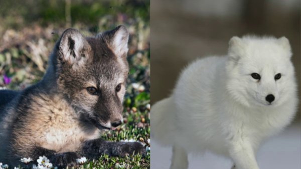 Полярная лисица песец