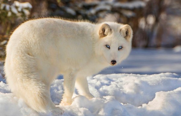 Полярная лисица песец