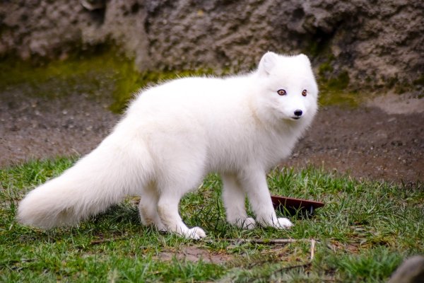 Тундровый голубой песец