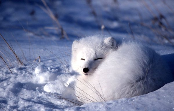 Песец в Арктике