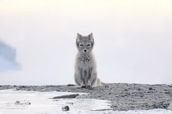Полар Фокс песец