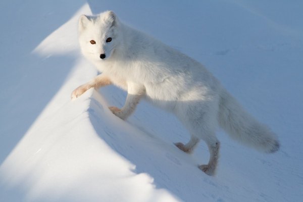 Тундровый голубой песец