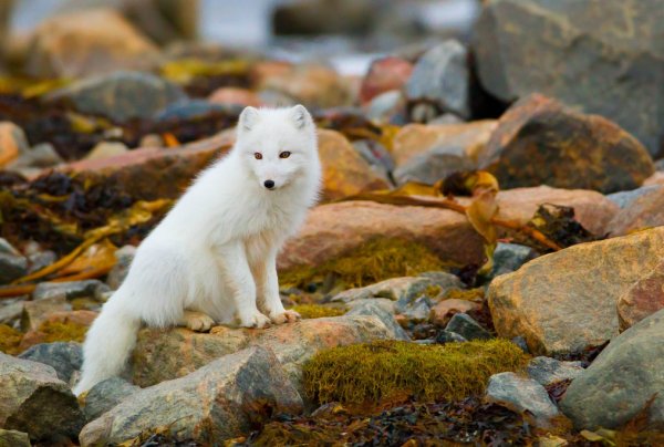 Медновский голубой песец