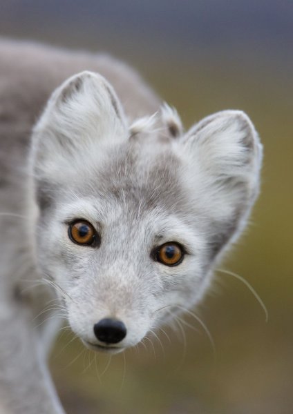 Песец (Alopex lagopus)