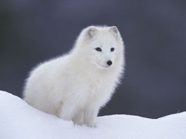 Песец в степи