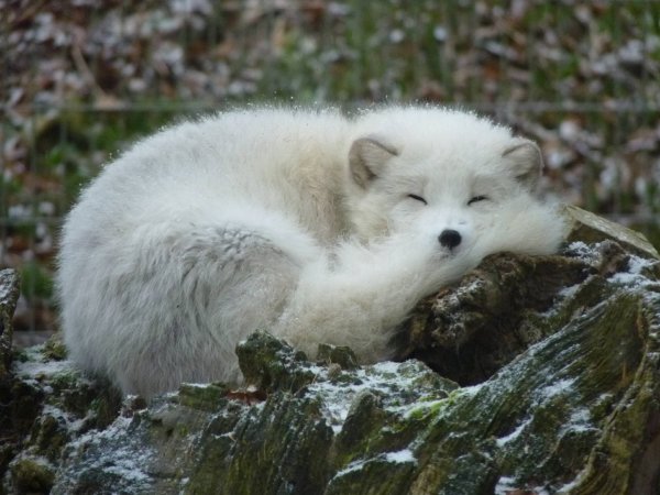 Песец в тундре