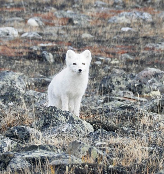 Полярная лиса летом
