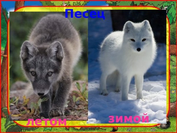 Животные летом и зимой песец