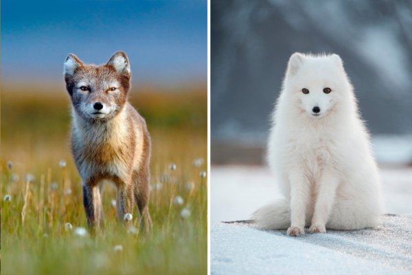 Песец линька