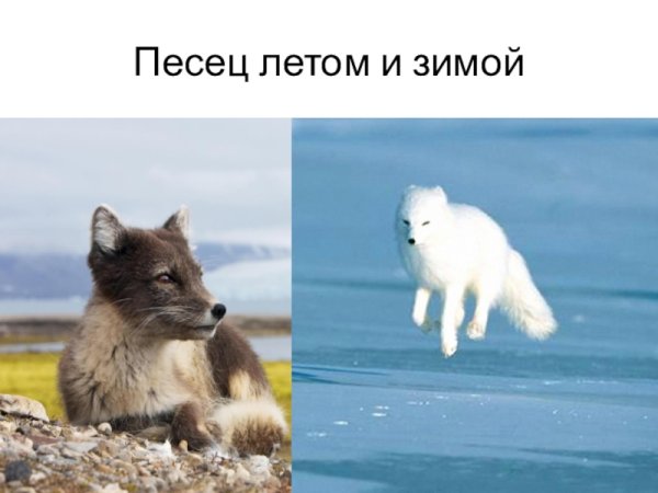 Песец зимой песец летом