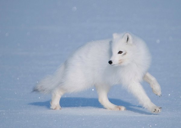 Песец обыкновенный (Полярная лиса)